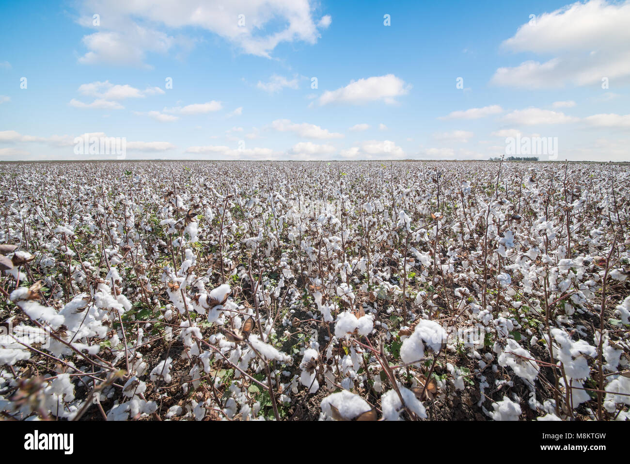 Weiße Baumwolle Felder und blauer Himmel. landwirtschaftlichen Konzept Stockfoto