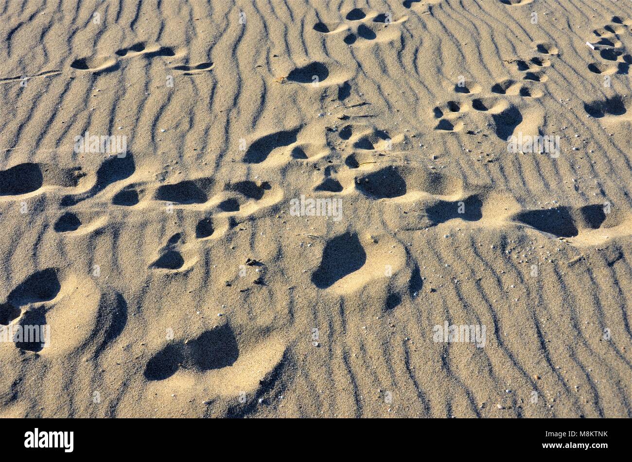 Spuren im Sand der Zeit. Stockfoto