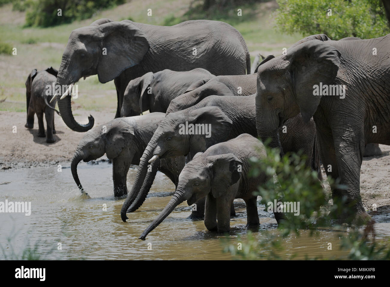 Zucht Herde Elefanten trinken aus einem Damm Stockfoto