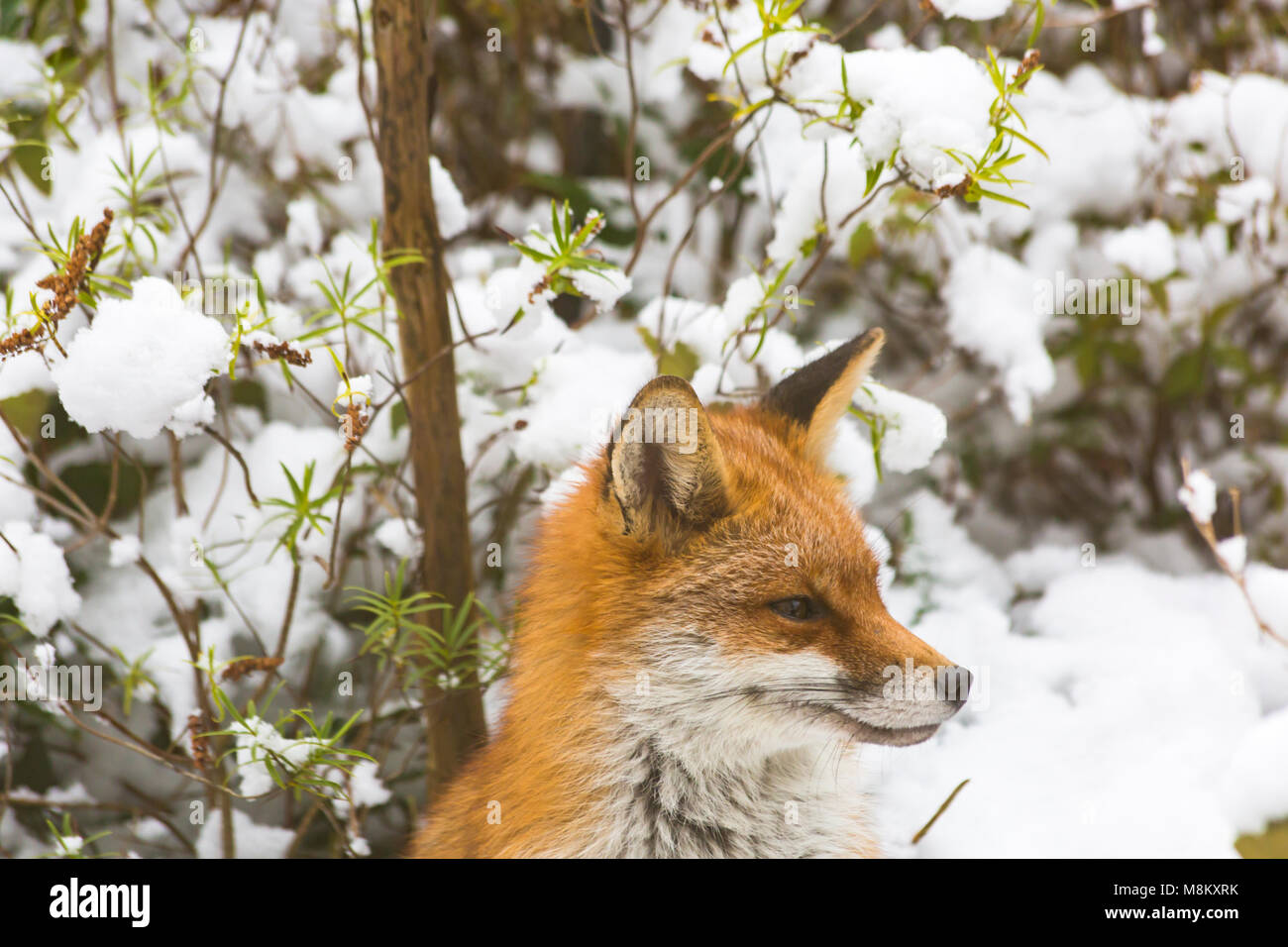 Bournemouth, Dorset, Großbritannien. 18. März 2018. UK Wetter: urban Fox, Vulpes vulpes, auf der Suche nach Essen im Schnee in einer Bournemouth Garten - Tier aus dem Osten 2 Credit: Carolyn Jenkins/Alamy leben Nachrichten Stockfoto