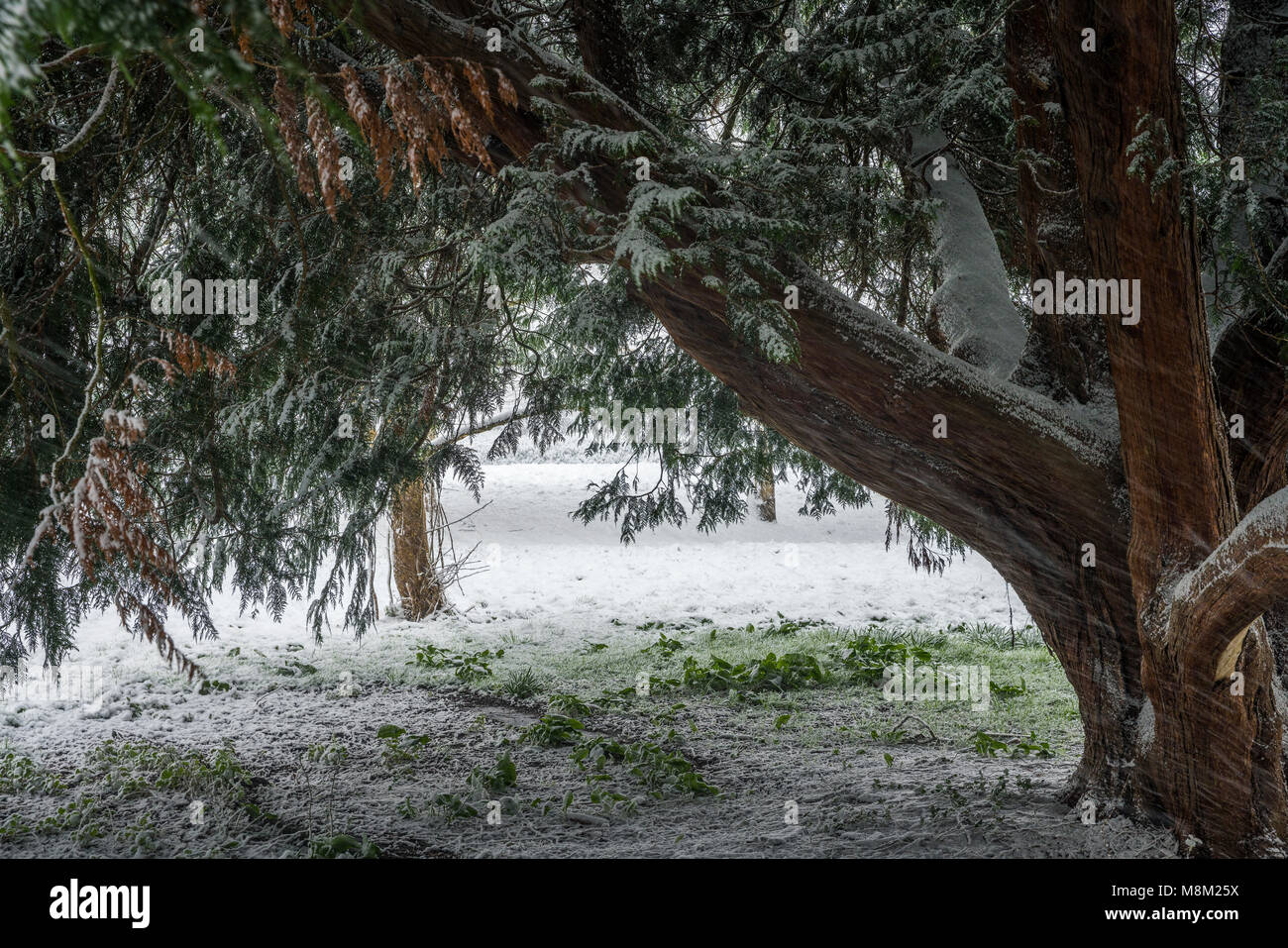 Exeter, Devon, Großbritannien. 18. März 2018. UK Wetter. Riverside Valley Park im Schnee. Credit: Sebastian Wasek/Alamy leben Nachrichten Stockfoto