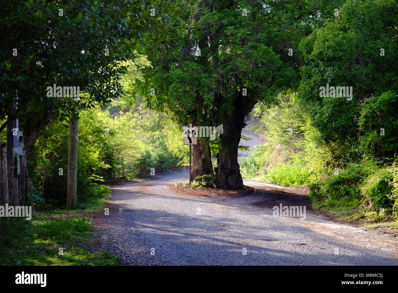 Bäume in der Mitte der Straße auf der Insel St. John, US Virgin Islands. Obwohl es ein Territorium der USA, die Autos auf der linken Seite fahren in St. John. Stockfoto