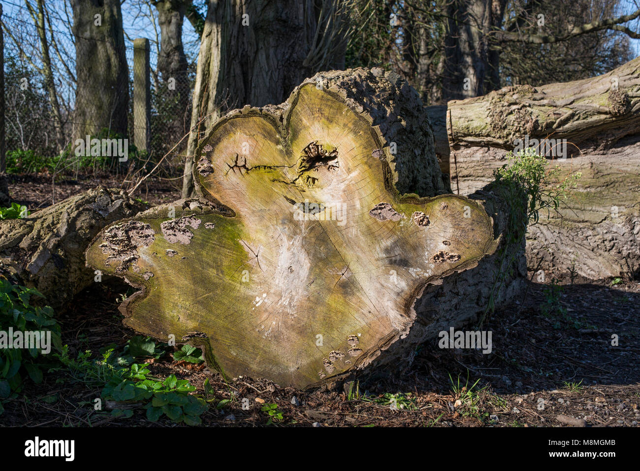 Querschnitt durch einen Baumstamm Stockfoto