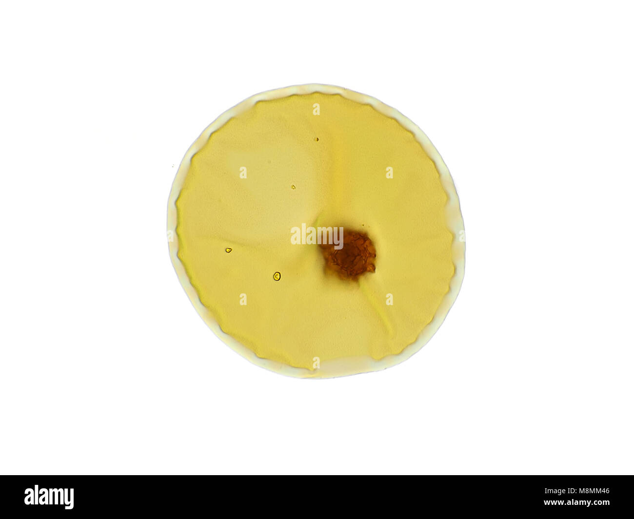 Licht Schliffbild einer relativ groß (ungefähr 80 Mikrometer Durchmesser) Gräserpollen Korn von einer Probe Stockfoto