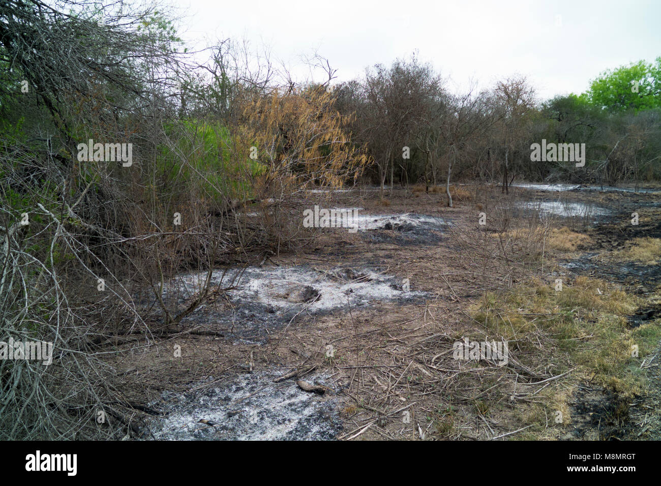 Kontrolliertes brennen Seiten erstellt, ein verheerender Waldbrand im Santa Ana Wildlife Refuge März 7, 2018 zu enthalten. Stockfoto