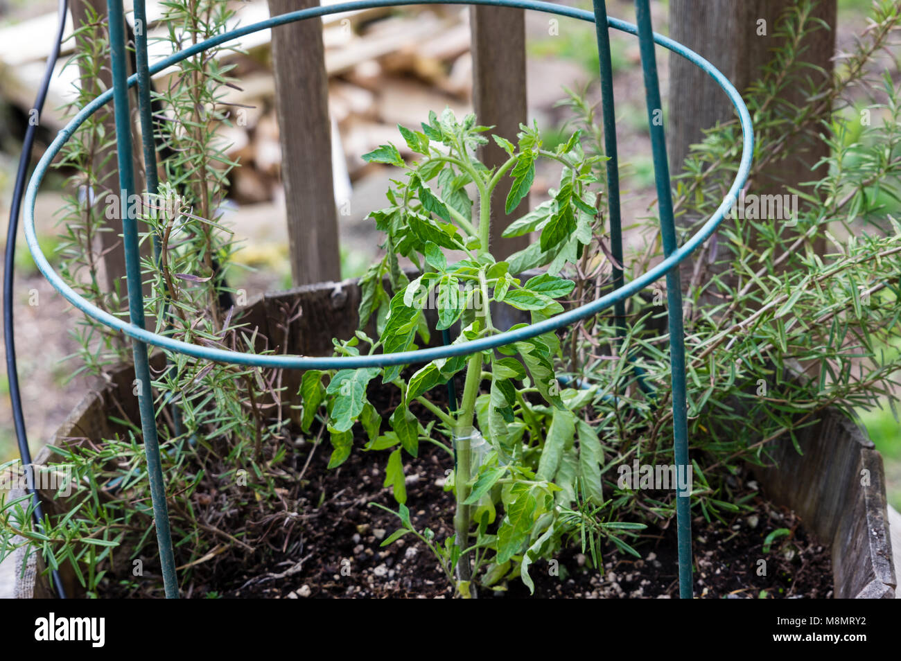 Container gepflanzt Tomaten mit einem Draht käfig Support Stockfoto