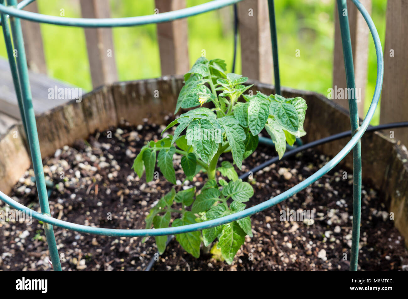 Container gepflanzt Tomaten mit einem Draht käfig Support Stockfoto