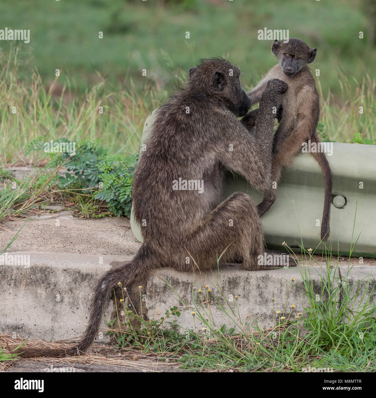 Baby Chacma baboon, Papio Ursinus, an der ein Hautausschlag Barriere von seiner Mutter gepflegt werden; Krüger NP, Südafrika Stockfoto