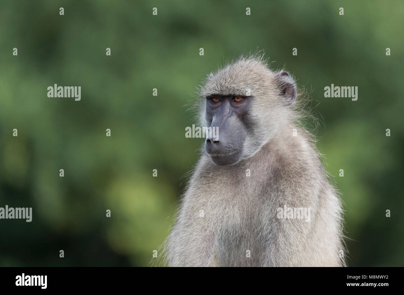 Porträt einer nachdenklich-Suche Chacma Baboon, Papio Ursinus, im Krüger NP, Südafrika Stockfoto