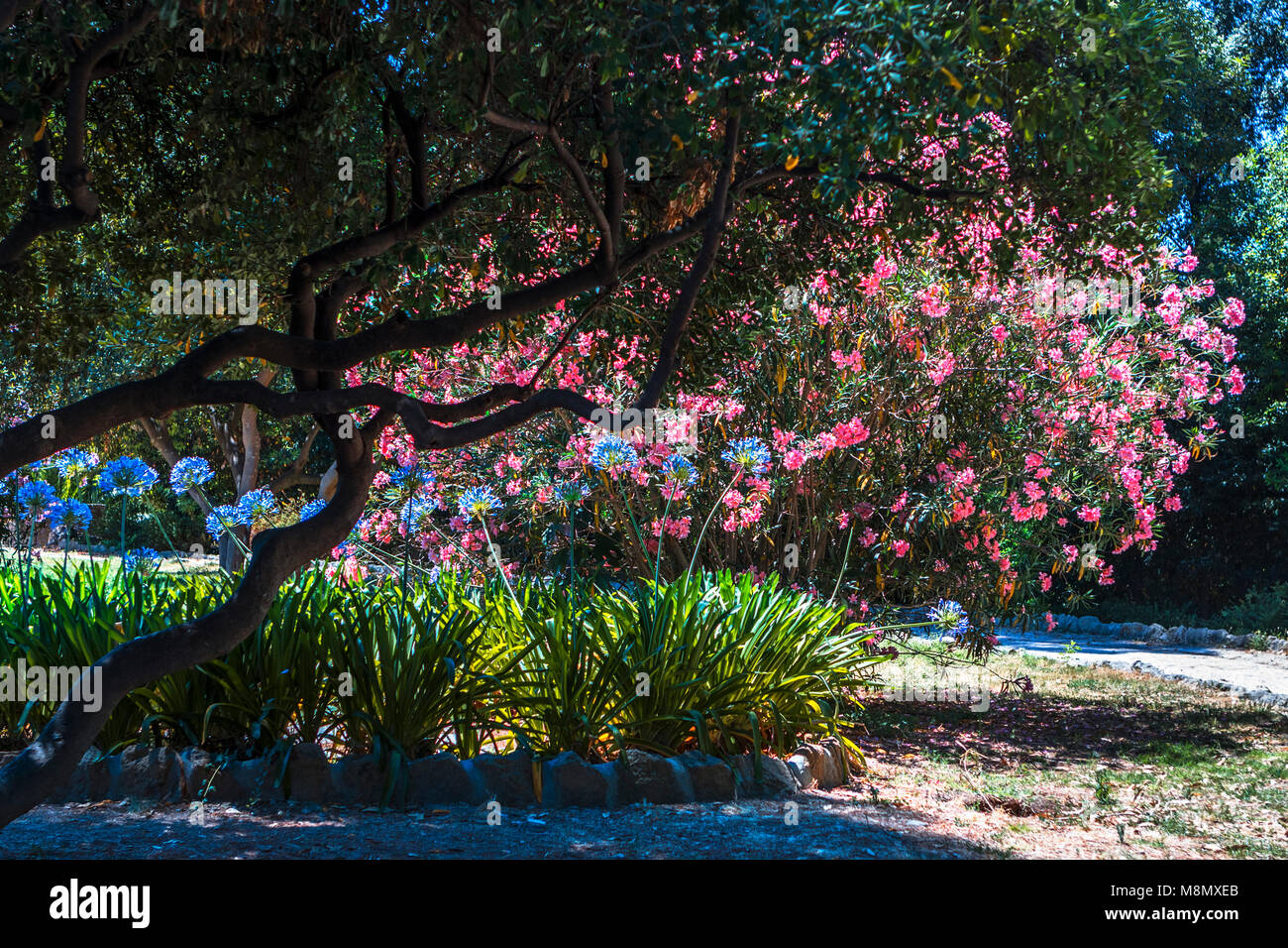 Rosa Kirschblüte mit blauer Agapanthus Blumen und grünes Laub in der berühmten Villa Celimontana Gärten von Rom auf der Caelian Hill an einem sonnigen Tag Stockfoto