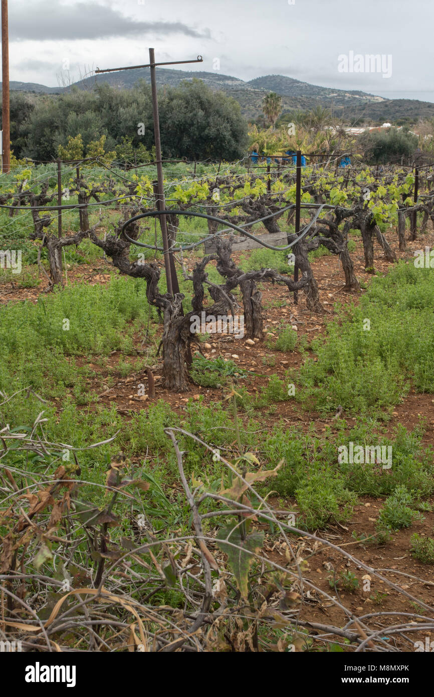 Zeile der Weinreben im Frühjahr, Paphos, Zypern, Mittelmeer Stockfoto