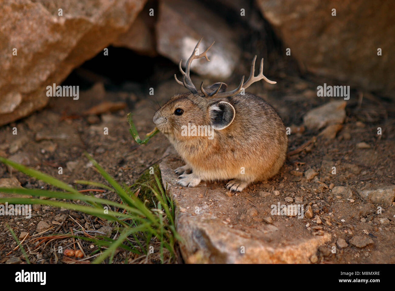 Monatana Maus mit Geweih auf dem Kopf Stockfoto