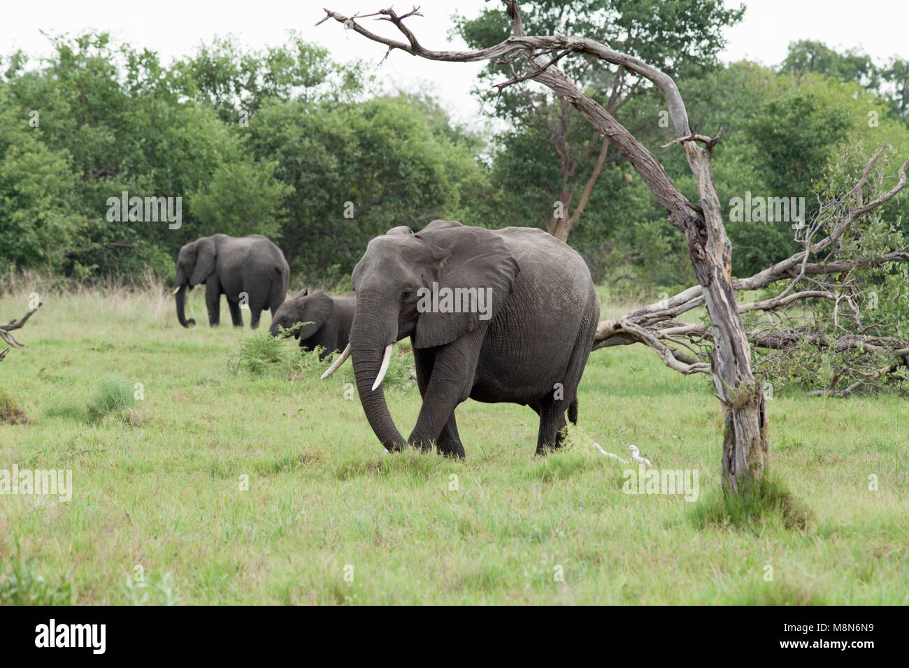 Afrikanische Elefanten (Loxodonta africanus). Fütterung. Beweidung, das Sammeln von Gras. Elefanten beschädigten Baum im Vordergrund. Januar. Okavango Delta. Botswana. Afrika. Stockfoto