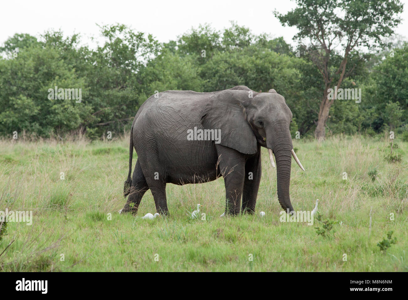 Afrikanischer Elefant (Loxodonta africana). Erwachsener mit Reiher (Ardeola ibis), anwesend. Chobe National Park. Okavango Delta. Botswana. Afrika. Stockfoto