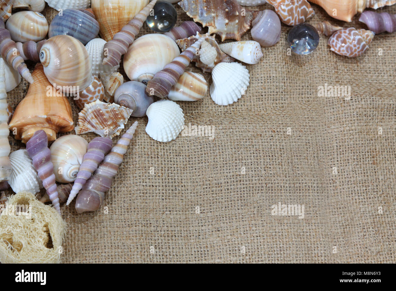 Muscheln angeordnet auf der linken oberen Ecke auf einem Sand wie Hintergrund Stockfoto