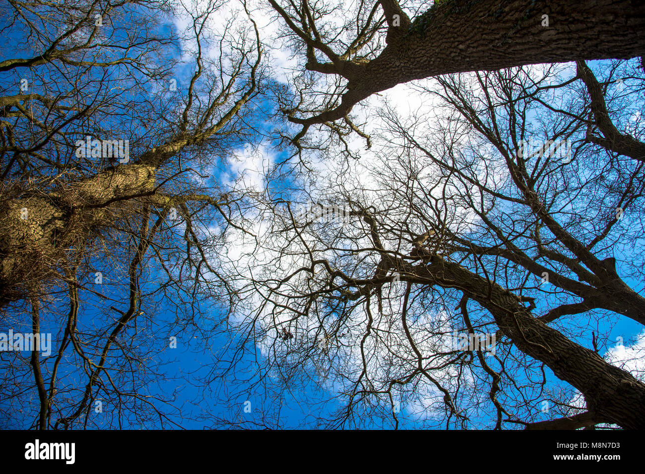 Äste ohne Blätter in wintertijd aus verschiedenen Bäume gegen den blauen Himmel von unten Stockfoto