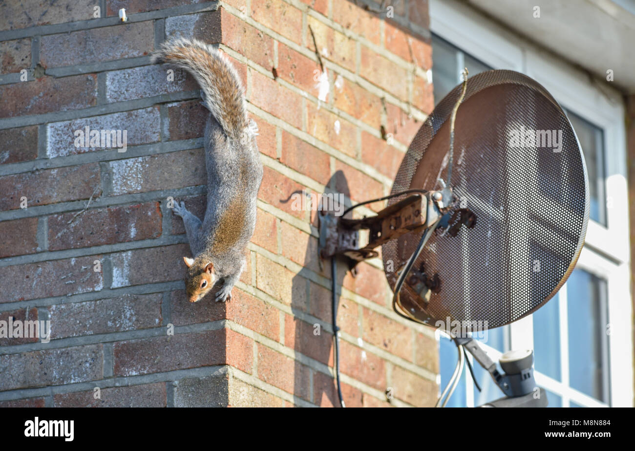 Frechen Grauhörnchen Sciurus carolinensis Klettern ein Haus Wand neben Sky Television Teller Foto aufgenommen von Simon Dack Stockfoto