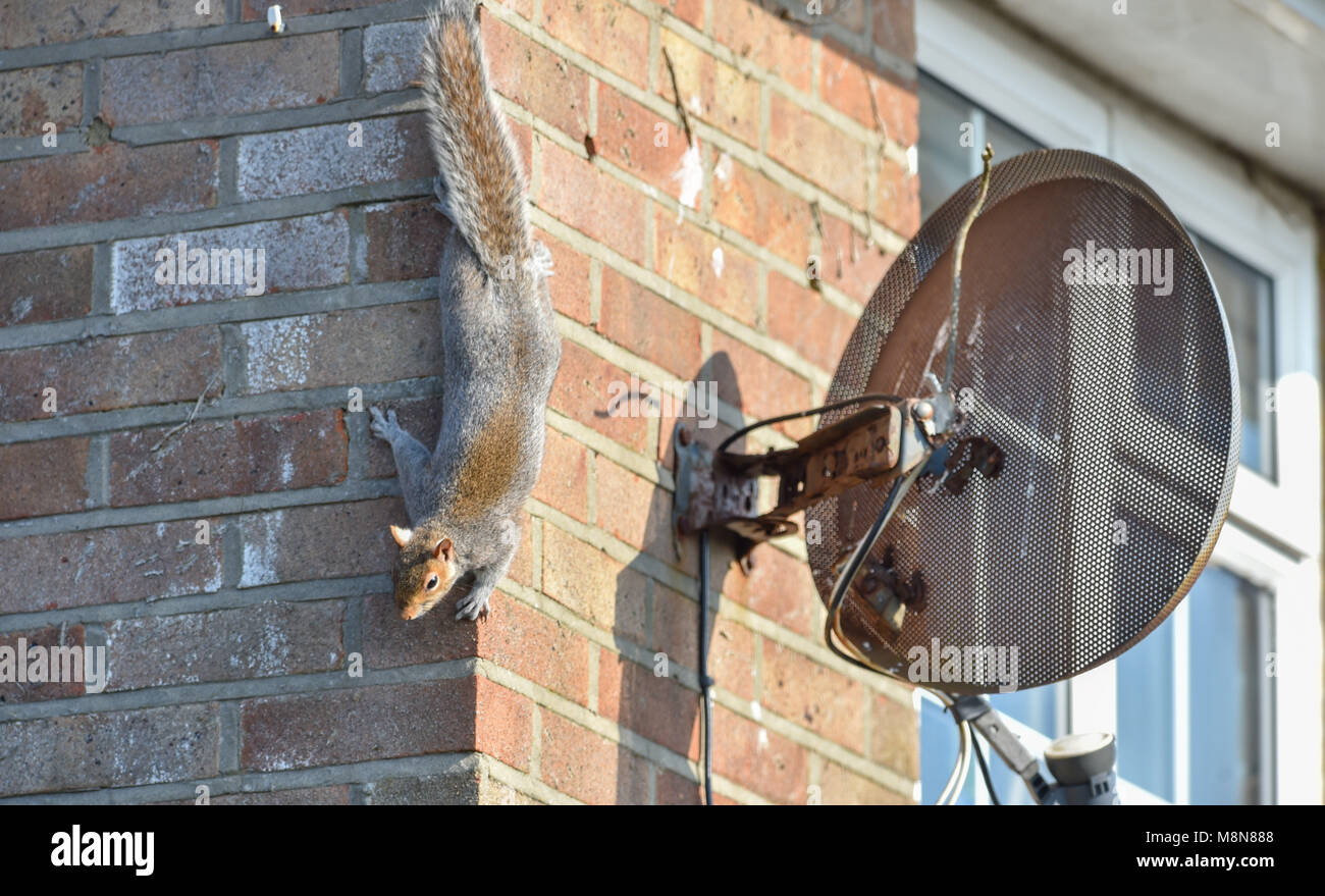 Frechen Grauhörnchen Sciurus carolinensis Klettern ein Haus Wand neben Sky Television Teller Foto aufgenommen von Simon Dack Stockfoto