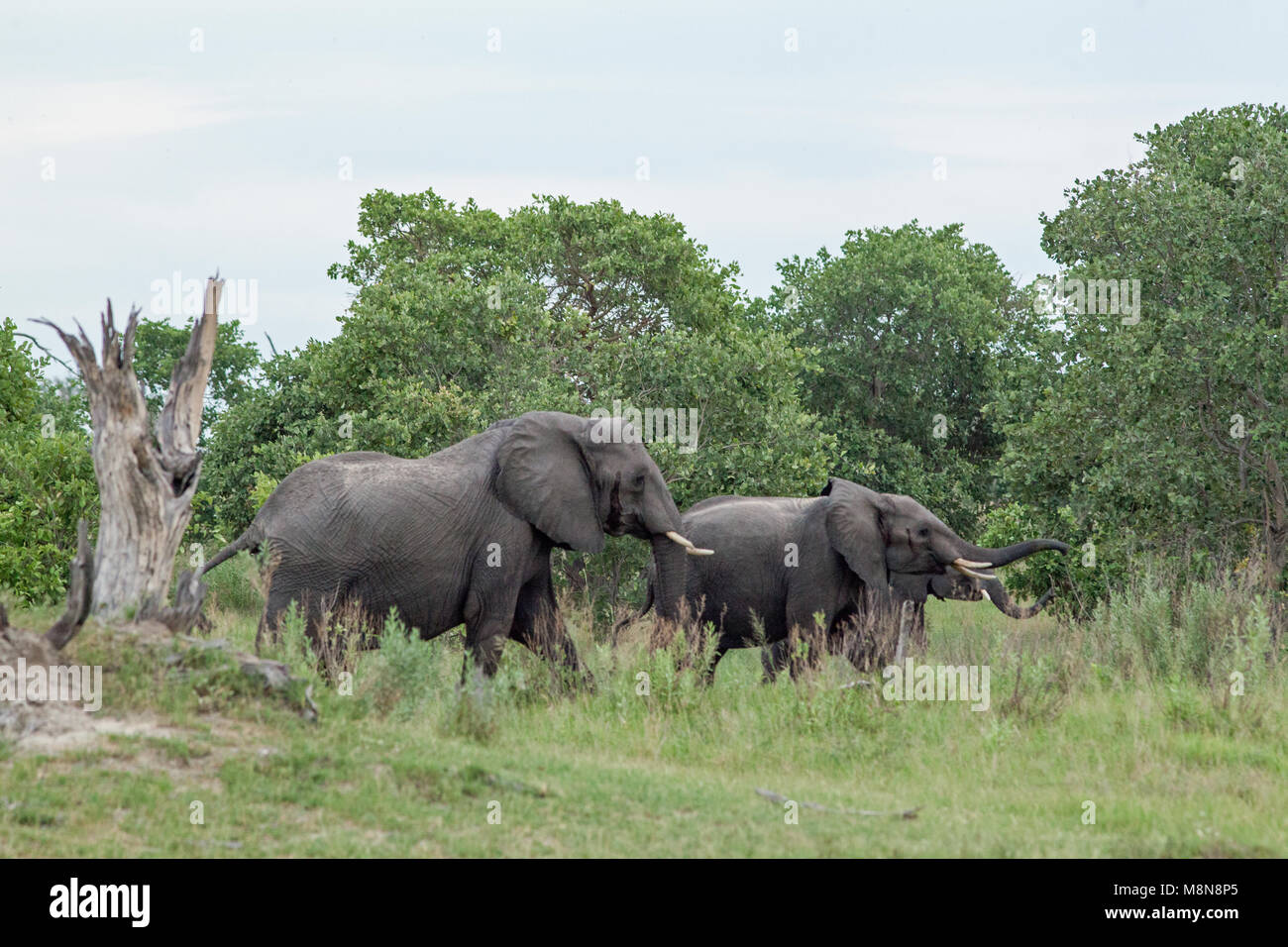Afrikanischer Elefant (Loxodonta africana). Erwachsene Bullen in musth, durchsuchen Sie die Fütterung von unteren baum laub. National Park. Okavango Delta. Botswana. Afrika. Stockfoto