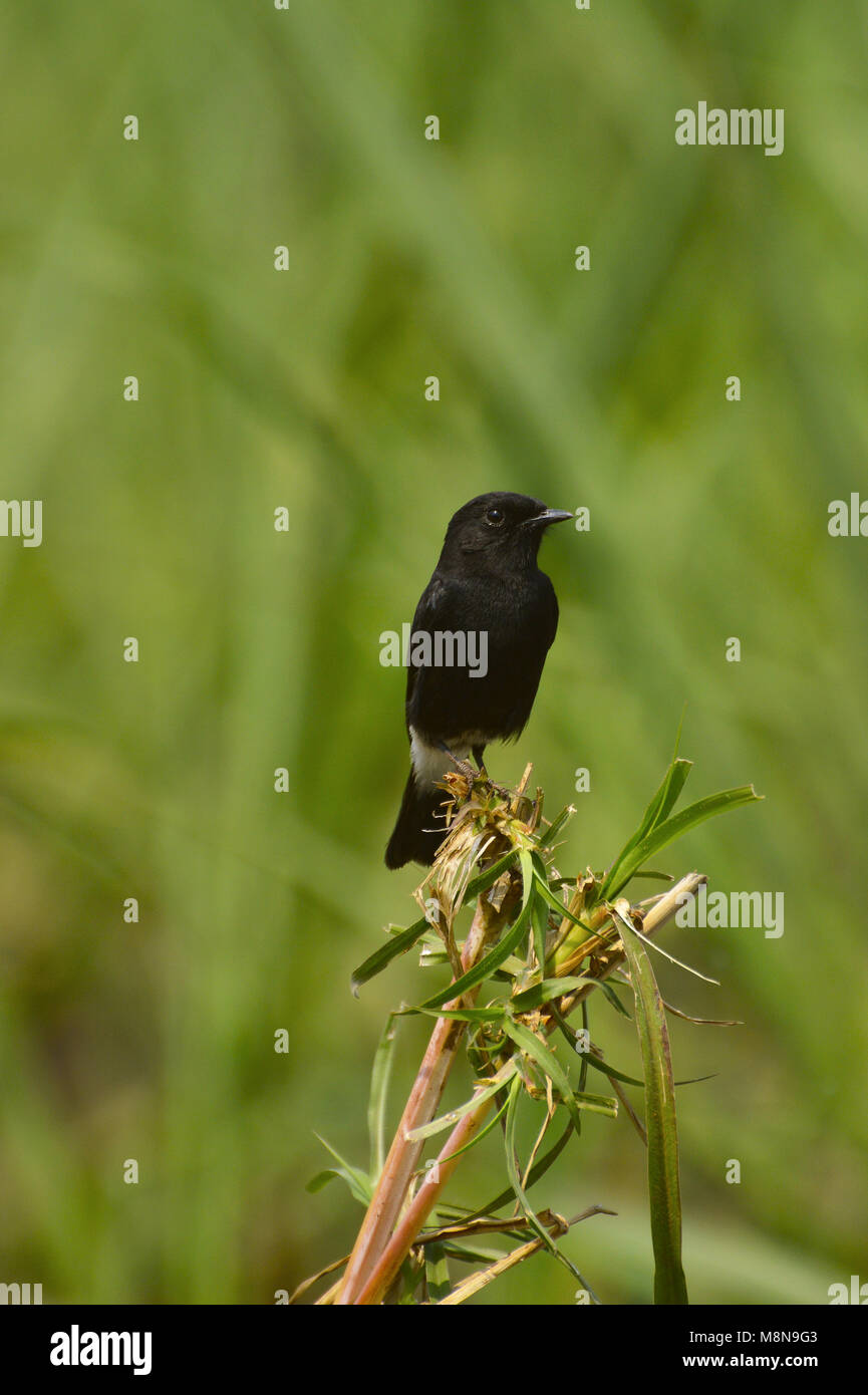 Pied Bushchat männlich in der Nähe von Sangli, Maharashtra, Indien Stockfoto