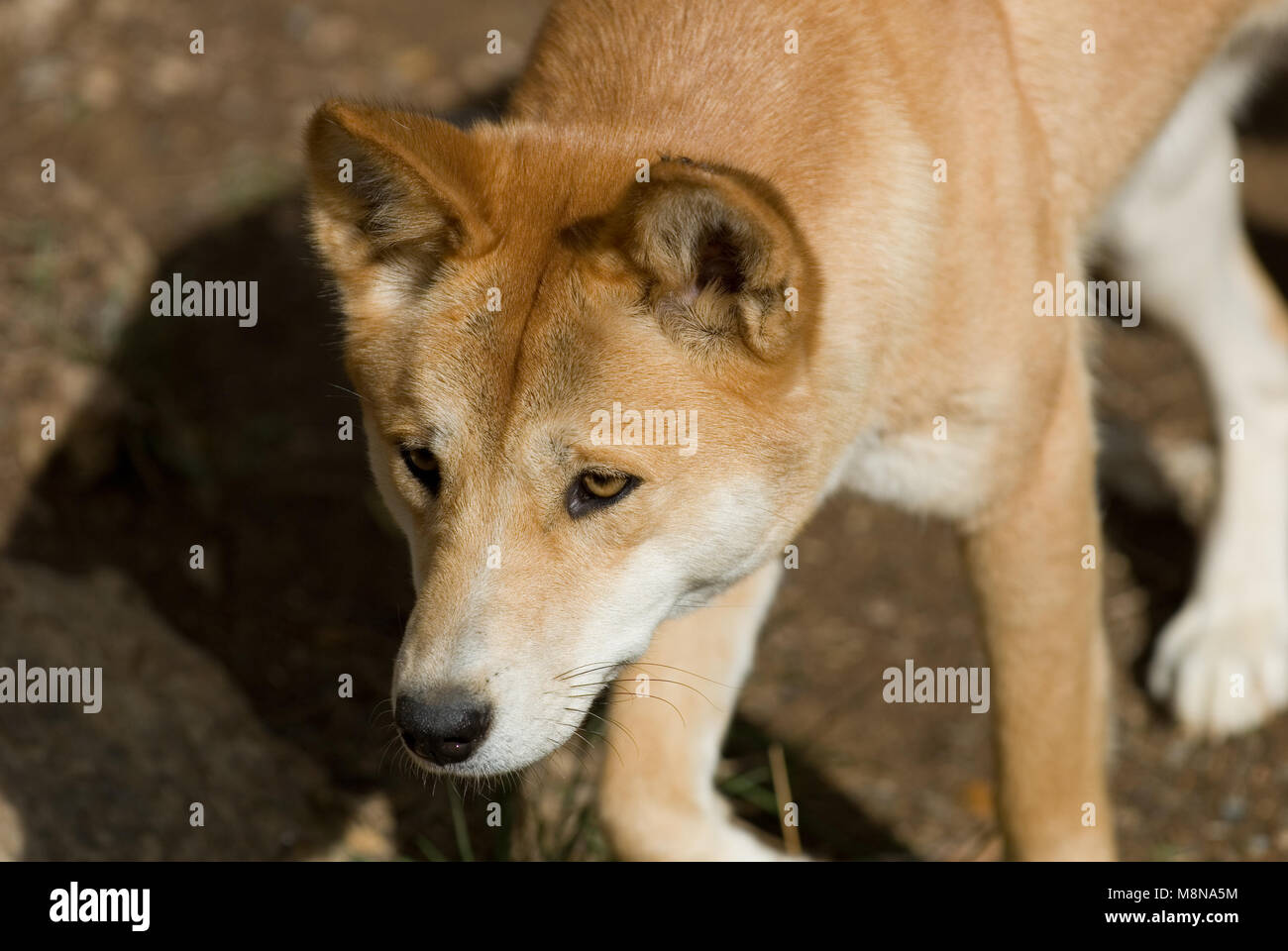 JUNGER DINGO PUP (CANIS LUPUS DINGO) IM ADELAIDE ZOO IN SOUTH AUSTRALIA. Stockfoto
