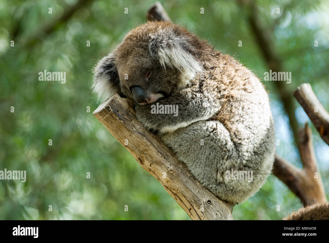 Koala Phascolarctos cinereus, schlafend in einem Baum, New South Wales, Australien. Stockfoto