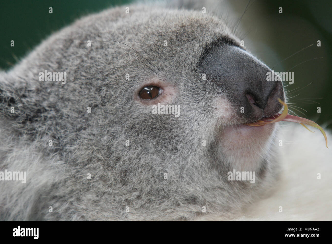 Detailansicht der Kopf eines Koala (Phascolarctos cinereus) im Koala Park, Sydney. NSW, Australien. Stockfoto