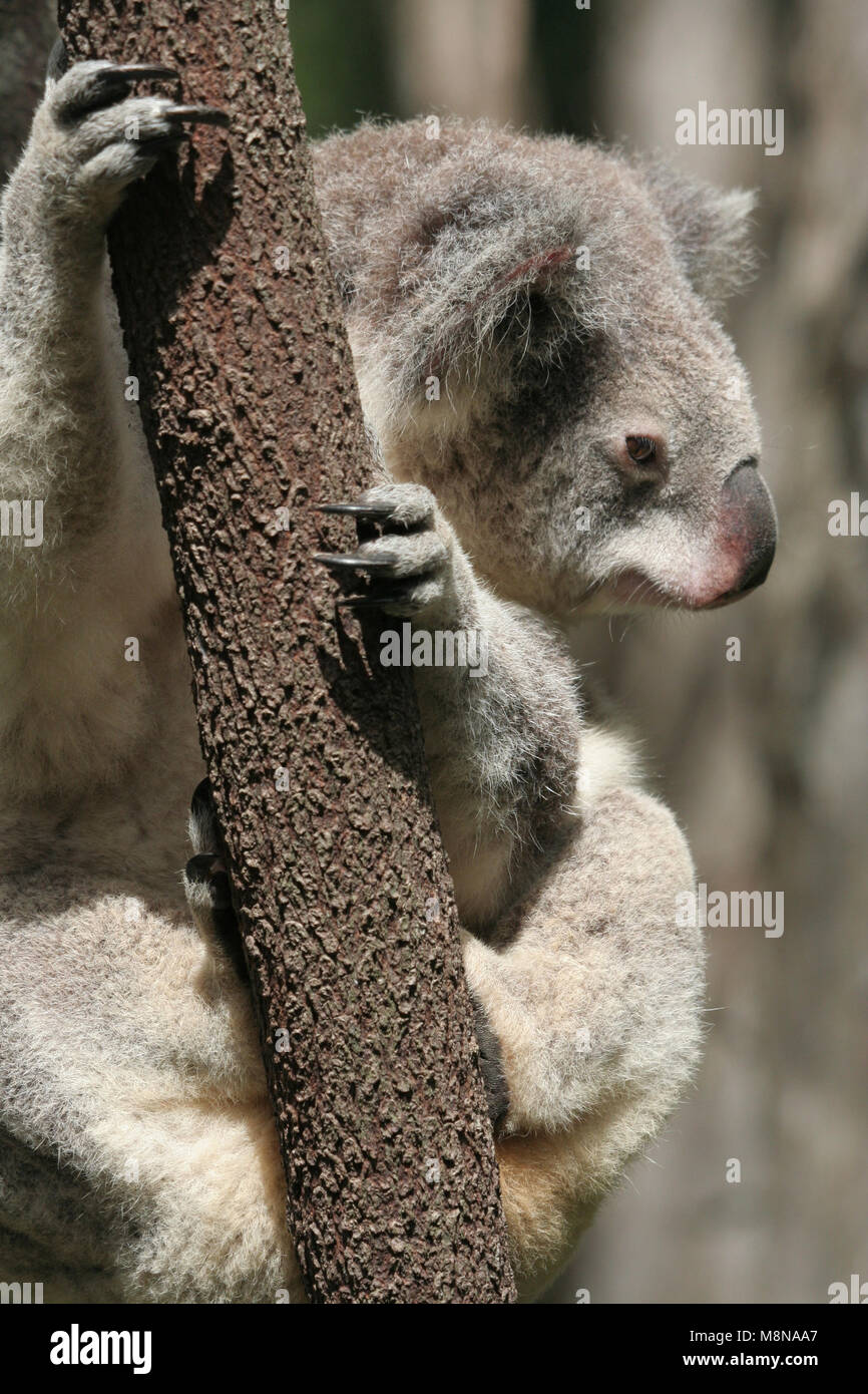 Australische Koala (Phascolarctos cinereus) Koala Park, Sydney. NSW, Australien. Stockfoto