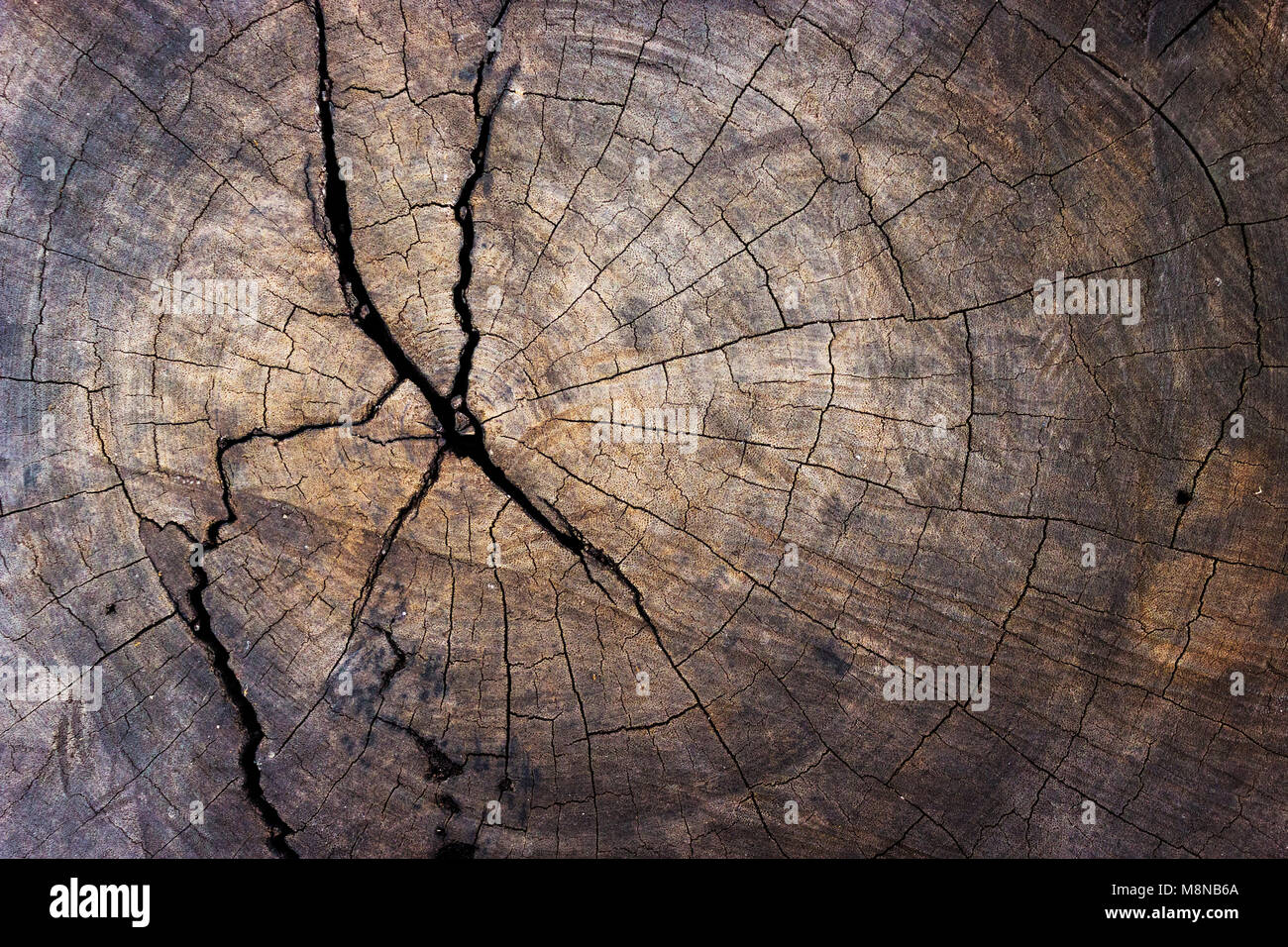 Holz Baumstumpf Textur Hintergrund Stockfoto