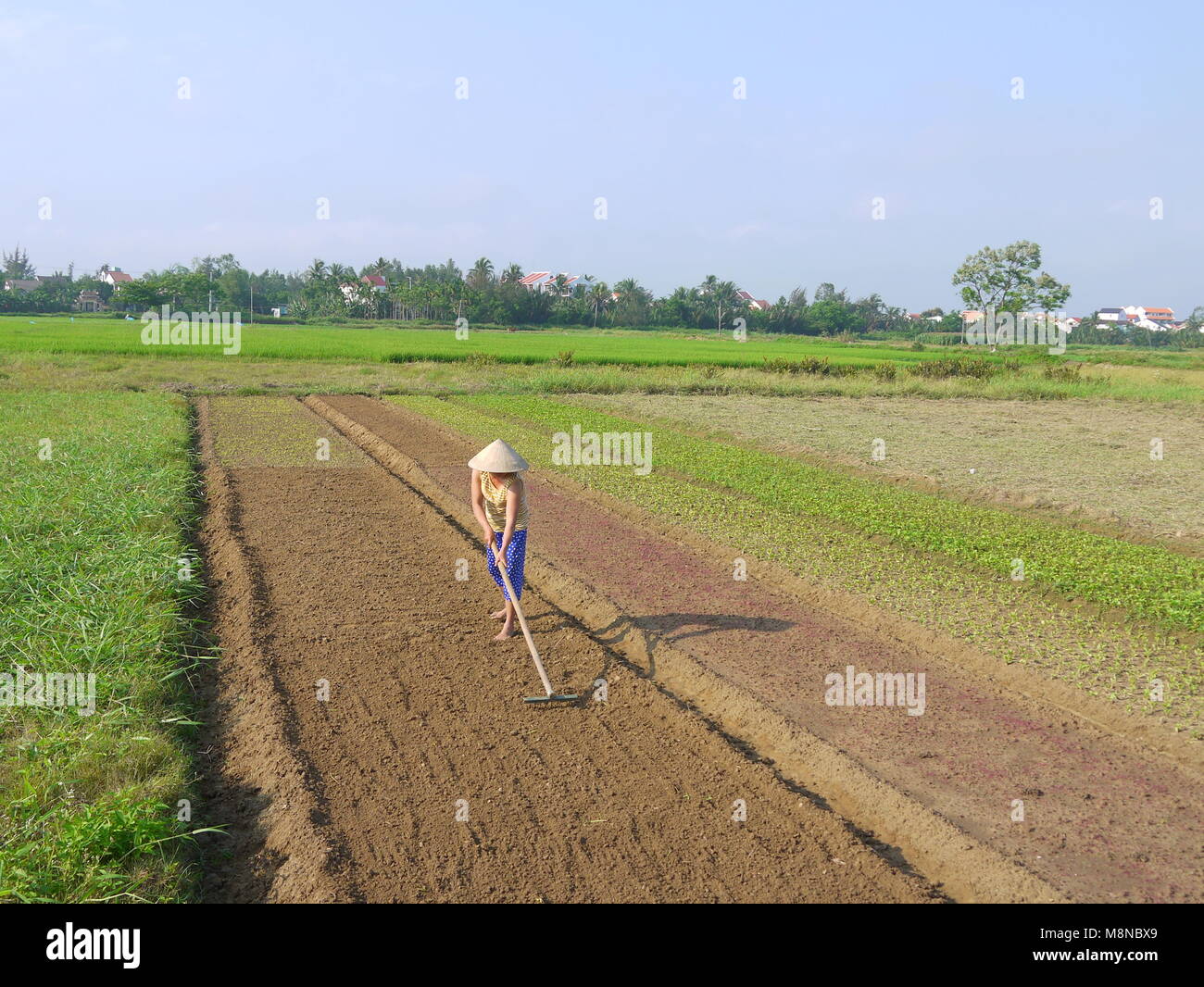 Nicht identifizierte Frau harken die Vorbereitung der Böden, auf Gemüse Feld am frühen Morgen in Hoi An Vietnam Stockfoto
