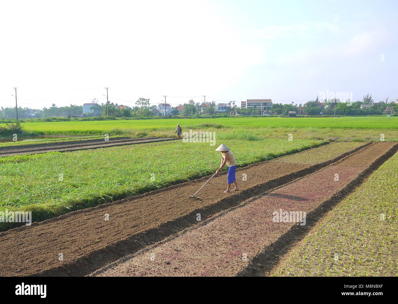 Nicht identifizierte Frau harken die Vorbereitung der Böden, auf Gemüse Feld am frühen Morgen in Hoi An Vietnam Stockfoto