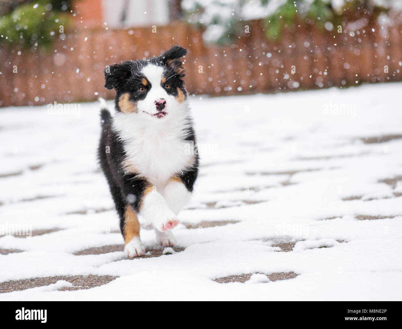 Glücklicher Hund ist freudig im frischen Schnee. Wunderschöne Australian Shepherd Welpen draußen spielt im kalten Winter Schnee. Stockfoto