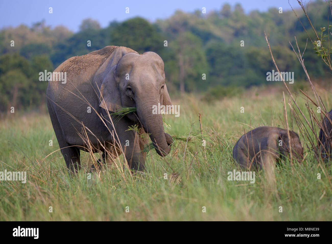 Wilde Elefanten mit Jungen in Dhikala Grünland, Jim Corbett Wald, Indien. (Elephas maximus indicus) Stockfoto