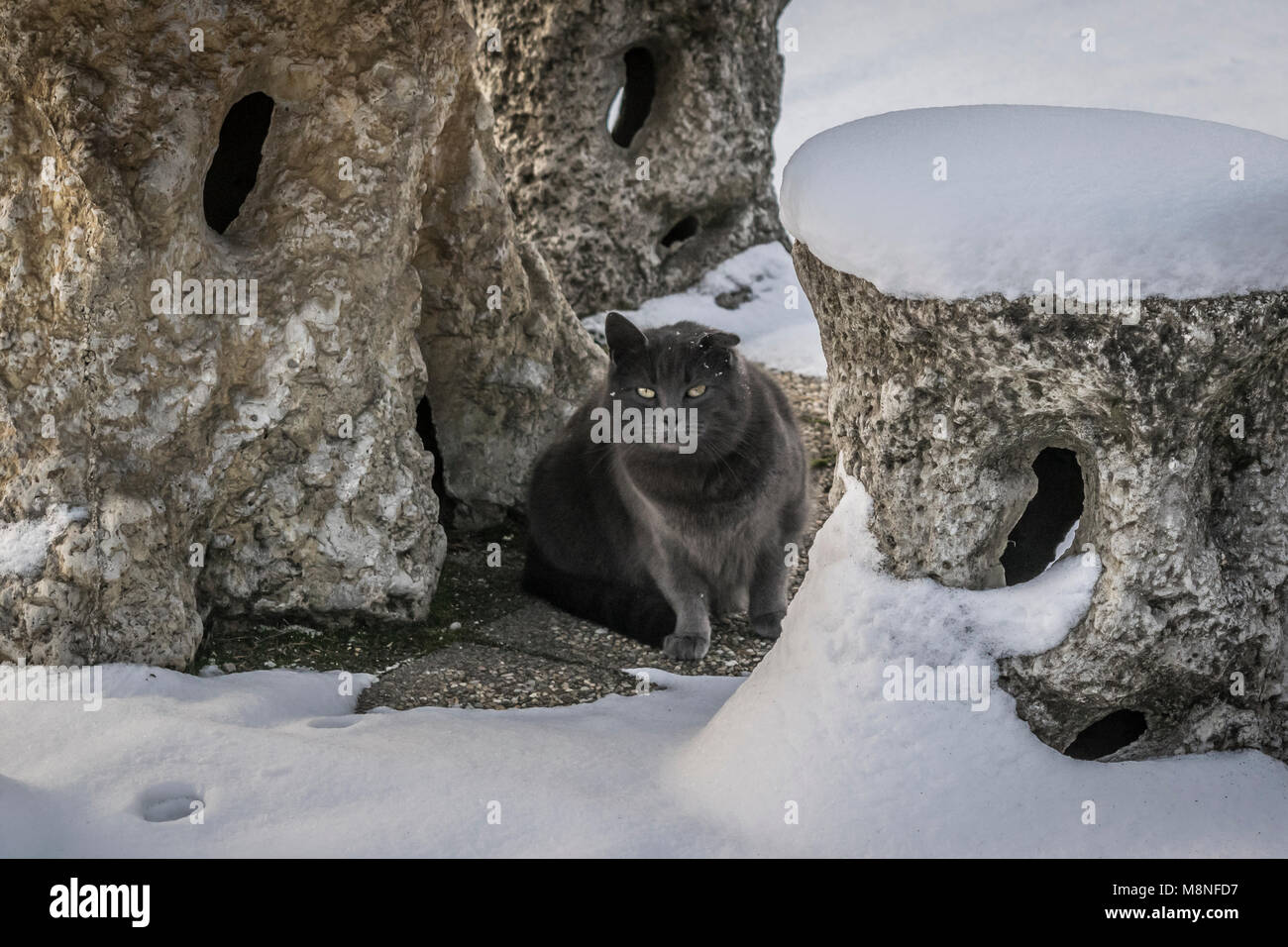 Gelbe Augen, graue Katze in den verschneiten Garten, winter Thema. Graue Kätzchen saß auf dem verschneiten Garten Stein weg, mit Blick in die Kamera. Stockfoto