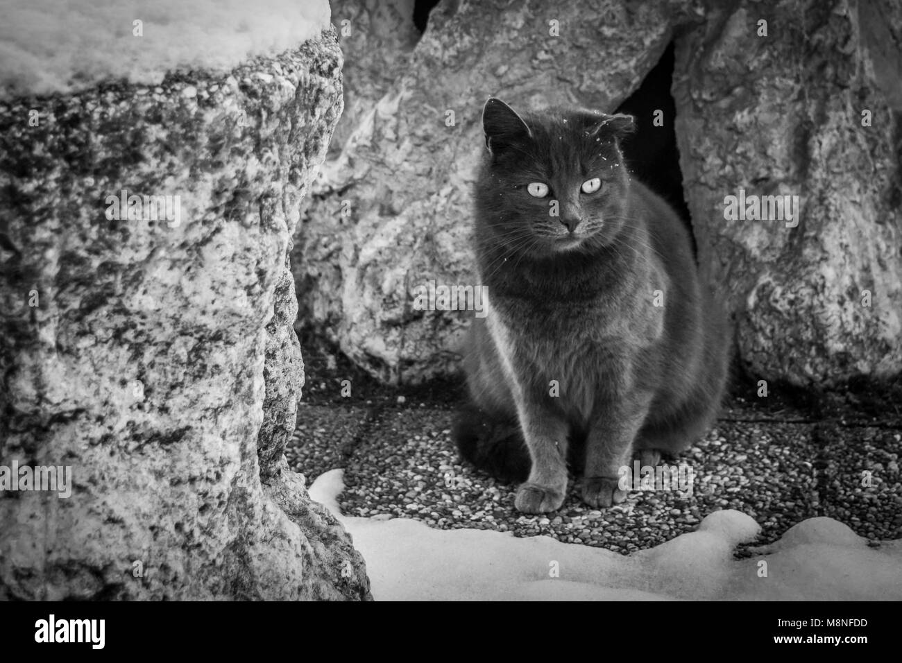 Graue Katze in den verschneiten Garten, schwarz/weiß Foto, winter Thema. Graue Kätzchen saß auf dem verschneiten Garten Stein weg, Schwarzweiß-Bild. Stockfoto
