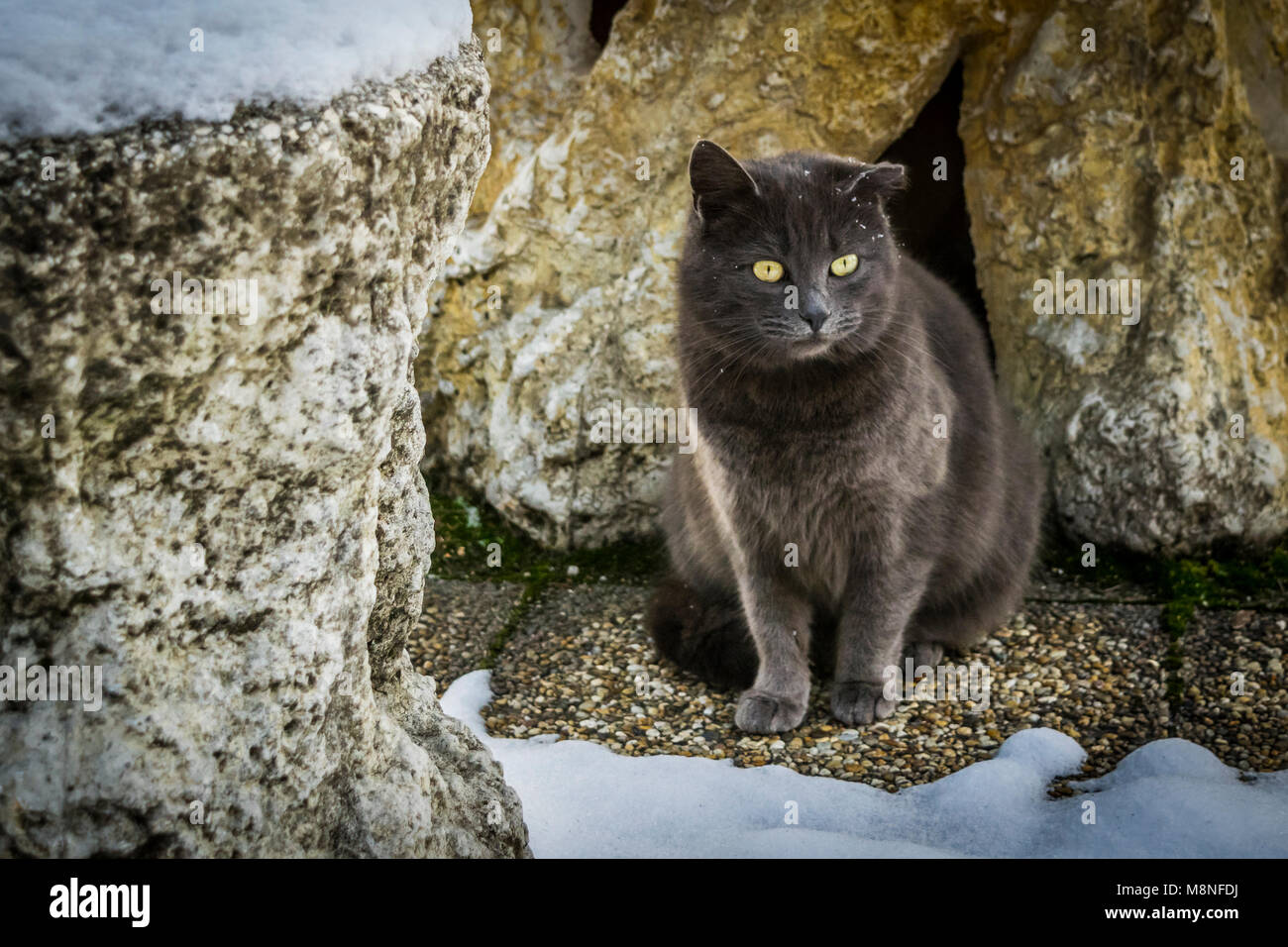 Gelbe Augen, graue Katze in den verschneiten Garten, winter Thema. Graue Kätzchen saß auf dem verschneiten Garten Stein weg, weg suchen. Stockfoto