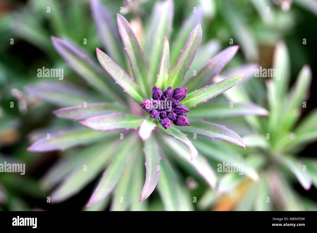 Erysimum Mutabile Stockfoto