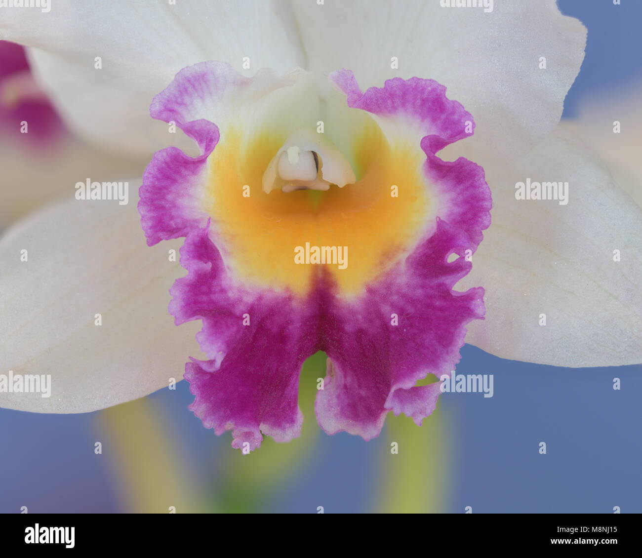 Nahaufnahme von weiss, gelb und lila Orchidee Stockfoto