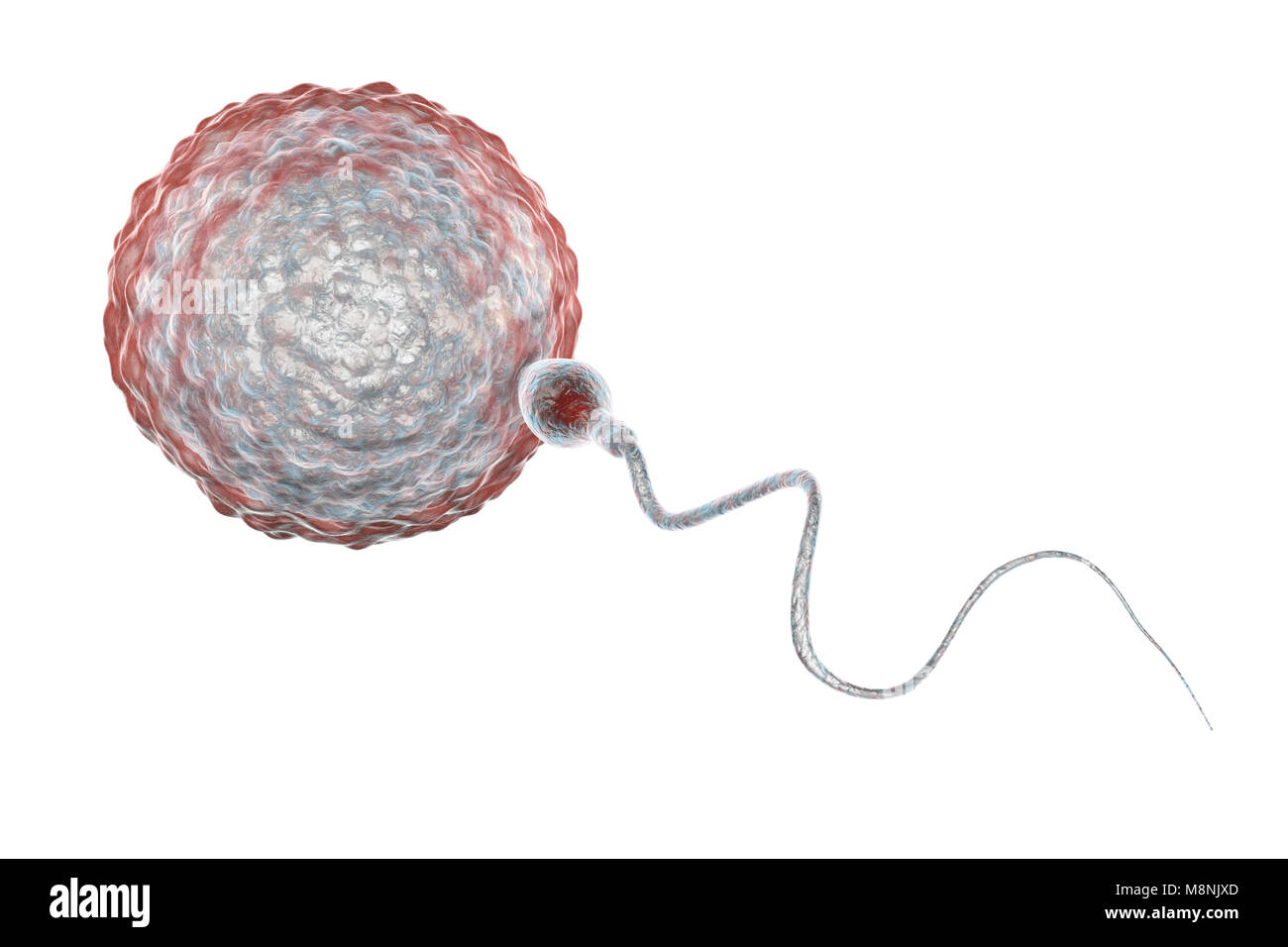 Menschliche Eizelle oder Ei, umgeben von zahlreichen Spermien, computer Abbildung. Bei der Befruchtung, nur ein einzelnes Spermium kann erfolgreich die Eizelle zur Sicherung mit den weiblichen Zellkern eindringen. Hindernisse zu überwinden, gehören Schichten von follikelzellen, die die Eizelle (Corona radiata) und einem zugrunde liegenden Glykoprotein Membran, die Zona pellucida. Die Membran wird durch Enzyme aus der akrosoms freigegeben verdaut, eine Kappe auf dem Kopf der Spermien: anschließende schnelle chemische Veränderungen in der Zona pellucida verhindern das Eindringen von Spermien konkurrieren. Stockfoto
