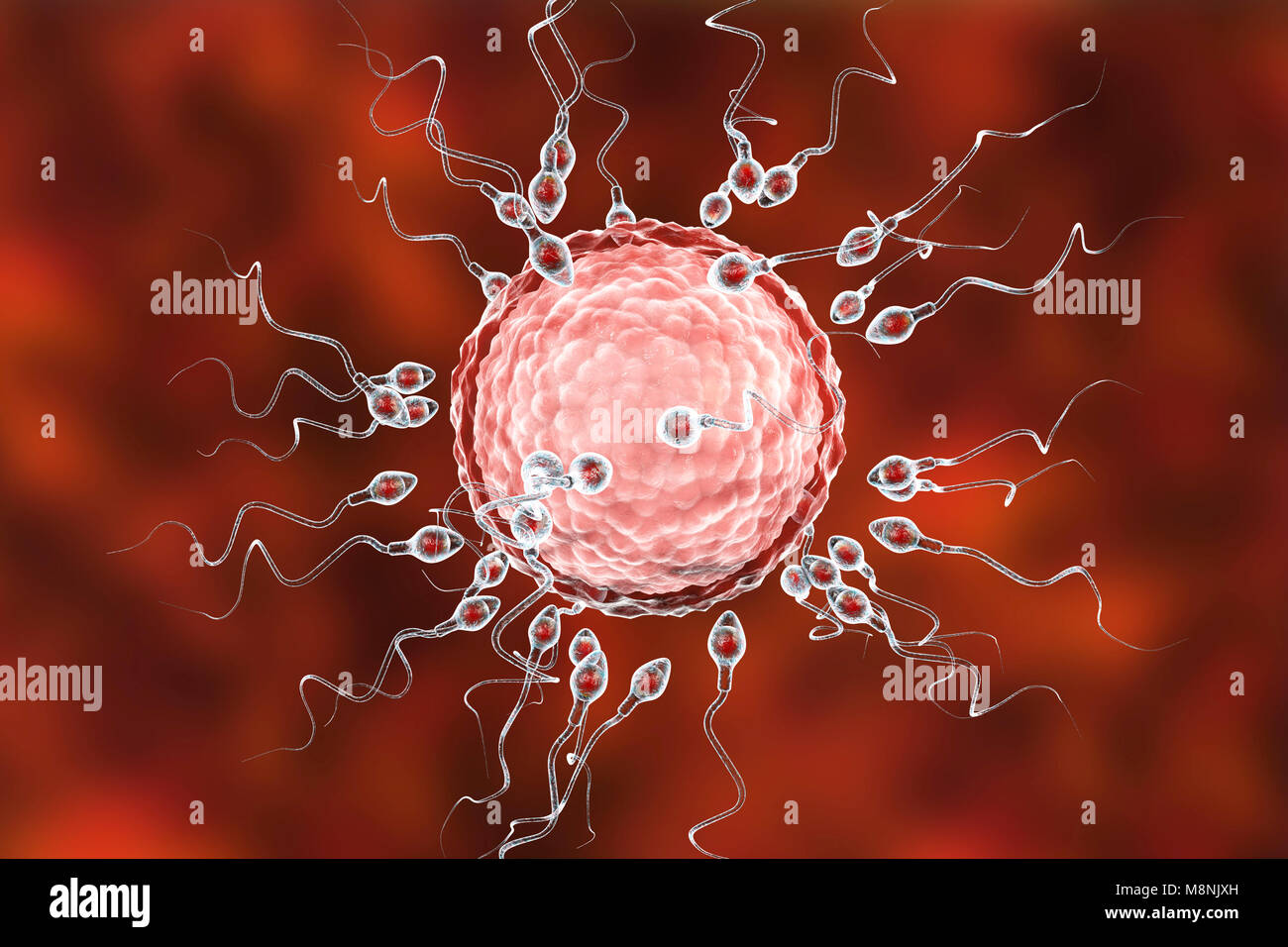Menschliche Eizelle oder Ei, umgeben von zahlreichen Spermien, computer