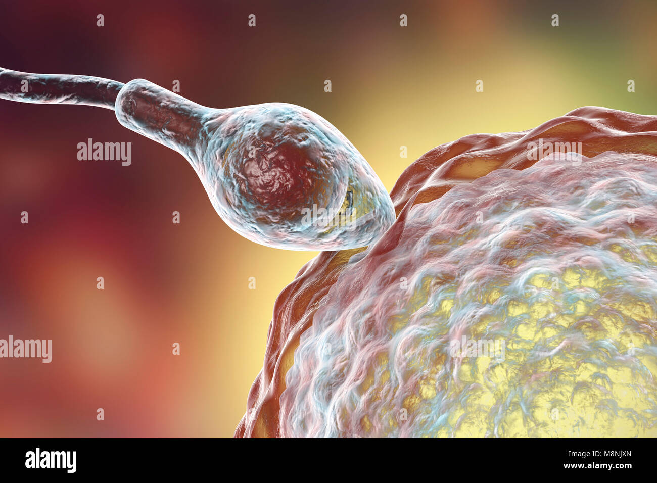 Spermien befruchtete Ei, computer Abbildung. Die Samenzellen hat einen ovalen Kopf und ein Haar - wie Schwanz, es schlägt mit einem schleudertrauma Bewegung zu schwimmen. Die menschliche Frau produziert in der Regel ein einziges großes Ei aus dem Eierstock, während der männliche rund 300 Millionen viel kleiner Spermien Releases. Die Samenzellen, die Reise durch den Uterus (Gebärmutter) und die Eileiter das Ei zu erreichen. Die spermien müssen durchdringen eine dicke Schicht um das Ei; dieses Eindringen wird mit Hilfe von Enzymen, die in der Kopf des Sperma enthalten. Nur einer kann das Sperma Sicherung mit dem Ei Kern. Düngung mit männlichen und weiblichen genetischen Material geteilt werden. Stockfoto