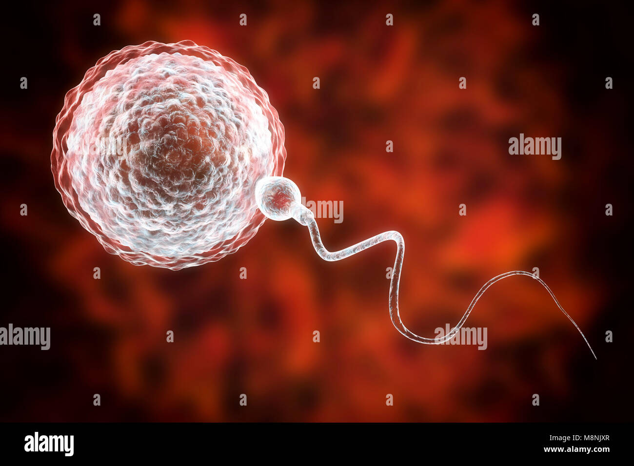 Spermien befruchtete Ei, computer Abbildung. Die Samenzellen hat einen ovalen Kopf und ein Haar - wie Schwanz, es schlägt mit einem schleudertrauma Bewegung zu schwimmen. Die menschliche Frau produziert in der Regel ein einziges großes Ei aus dem Eierstock, während der männliche rund 300 Millionen viel kleiner Spermien Releases. Die Samenzellen, die Reise durch den Uterus (Gebärmutter) und die Eileiter das Ei zu erreichen. Die spermien müssen durchdringen eine dicke Schicht um das Ei; dieses Eindringen wird mit Hilfe von Enzymen, die in der Kopf des Sperma enthalten. Nur einer kann das Sperma Sicherung mit dem Ei Kern. Düngung mit männlichen und weiblichen genetischen Material geteilt werden. Stockfoto