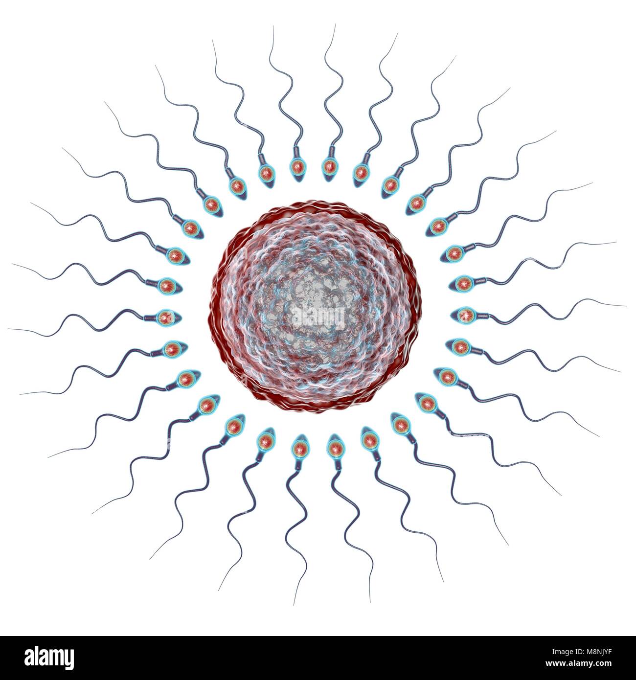 Menschliche Eizelle oder Ei, umgeben von zahlreichen Spermien, computer Abbildung. Bei der Befruchtung, nur ein einzelnes Spermium kann erfolgreich die Eizelle zur Sicherung mit den weiblichen Zellkern eindringen. Hindernisse zu überwinden, gehören Schichten von follikelzellen, die die Eizelle (Corona radiata) und einem zugrunde liegenden Glykoprotein Membran, die Zona pellucida. Die Membran wird durch Enzyme aus der akrosoms freigegeben verdaut, eine Kappe auf dem Kopf der Spermien: anschließende schnelle chemische Veränderungen in der Zona pellucida verhindern das Eindringen von Spermien konkurrieren. Stockfoto