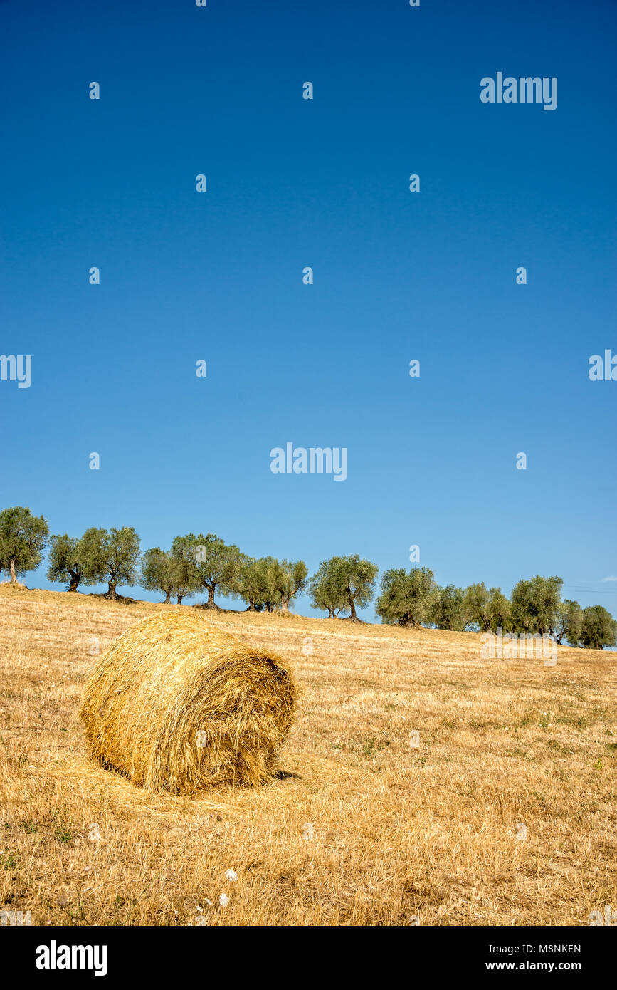Heu Ballen in ein Feld, eine Reihe von Olivenbäumen im Hintergrund, Sommer Landschaft in der Toskana, Italien Stockfoto