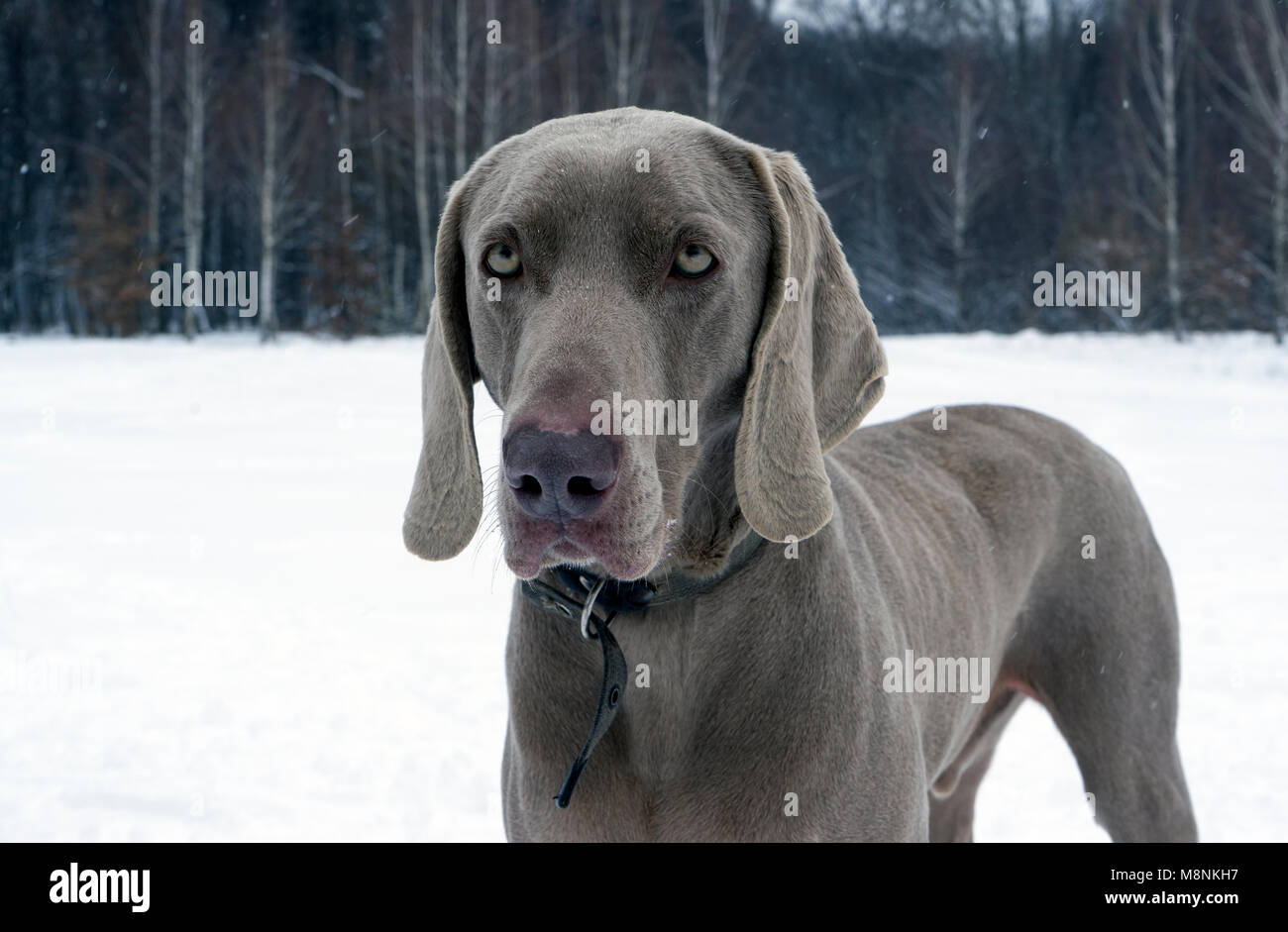 Schöne weimaraner Hund im Schnee im Winter. Großer Hund Kreuzungen für die Jagd. Weimaraner ist ein universell einsetzbarer Jagdhund Stockfoto