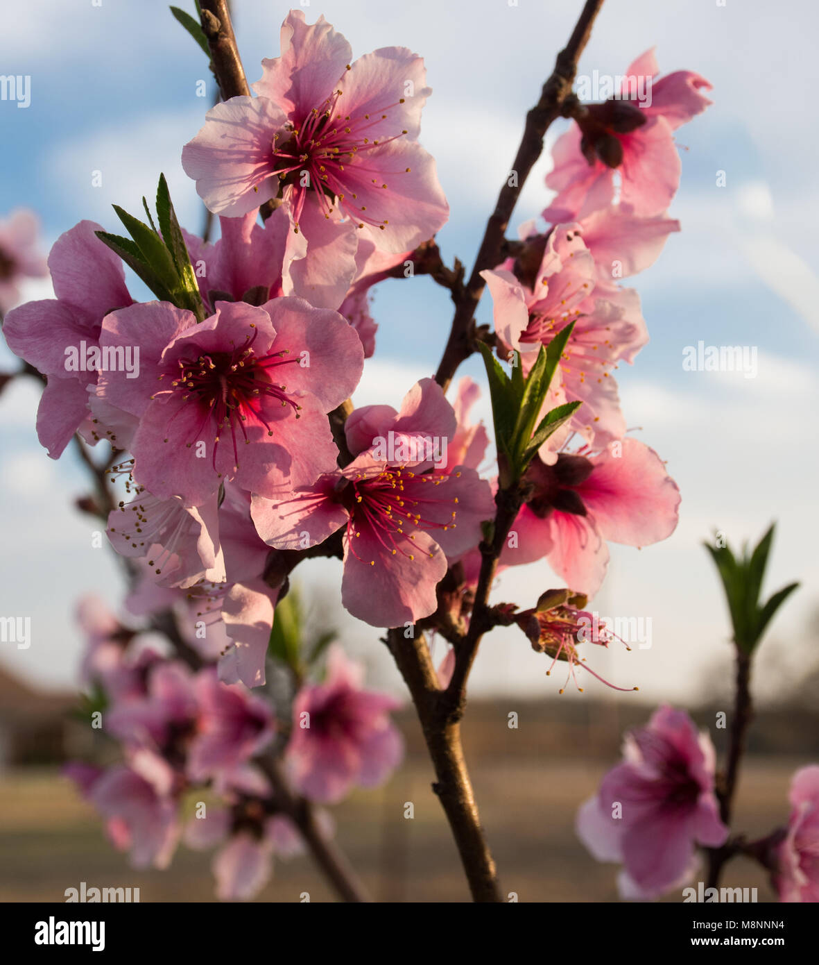 Cluster von rosa Blüten und Knospen auf alten Prunus Persica Peach Tree Farm Garten bei Sonnenuntergang. Gezackte Blätter sind, Staubgefäße werden durch die untergehende Sonne highligted. Stockfoto