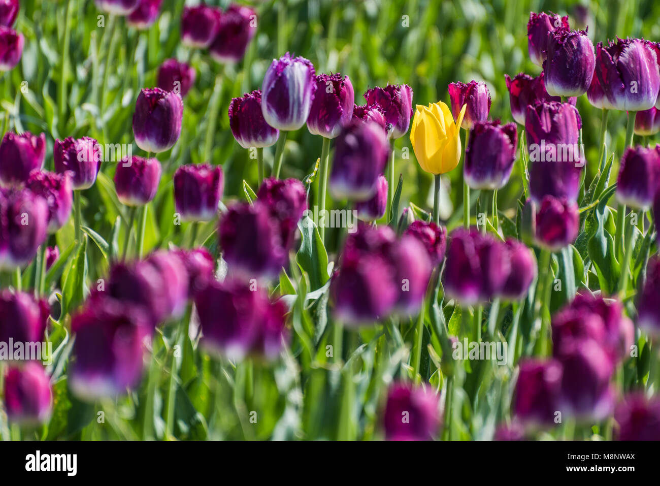 Eine einzelne gelbe Tulpe steht in einem Feld von lila Tulpen in voller Blüte. Der Kontrast der Farbe macht die gelbe Tulpe stand out gegen die Lila Stockfoto