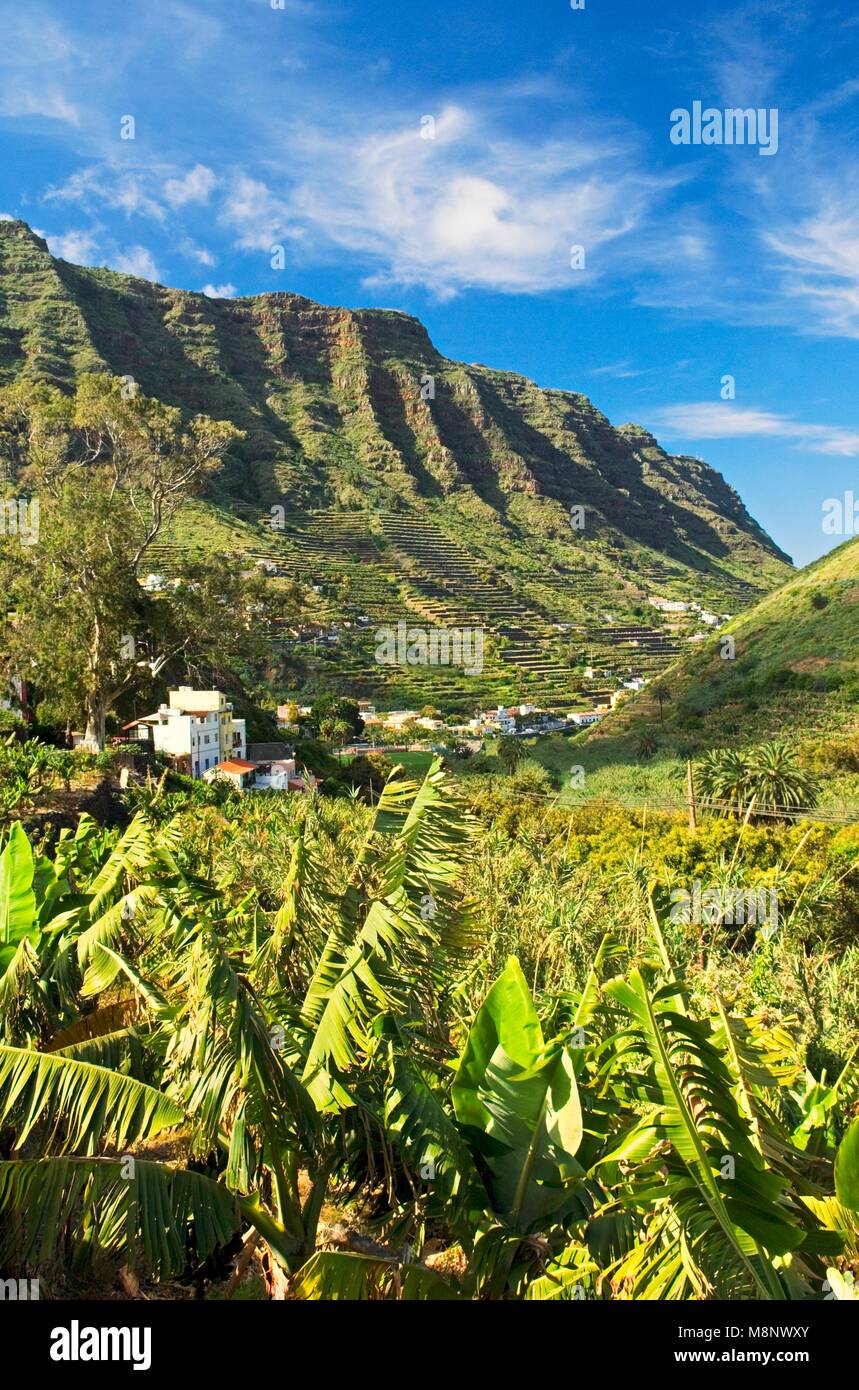 La Gomera, Kanarische Inseln. Blick ins Tal von Hermigua von El Curatorium. Bananen-Plantage Pflanzen im Vordergrund Stockfoto