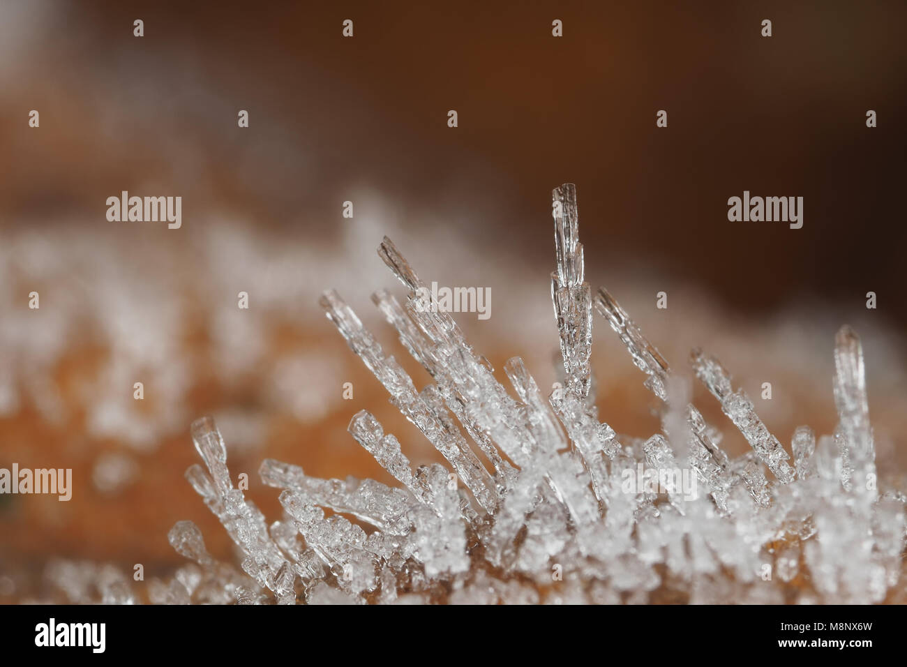 Gefallenen Blatt im Frost im Winter morgens bedeckt. Stockfoto