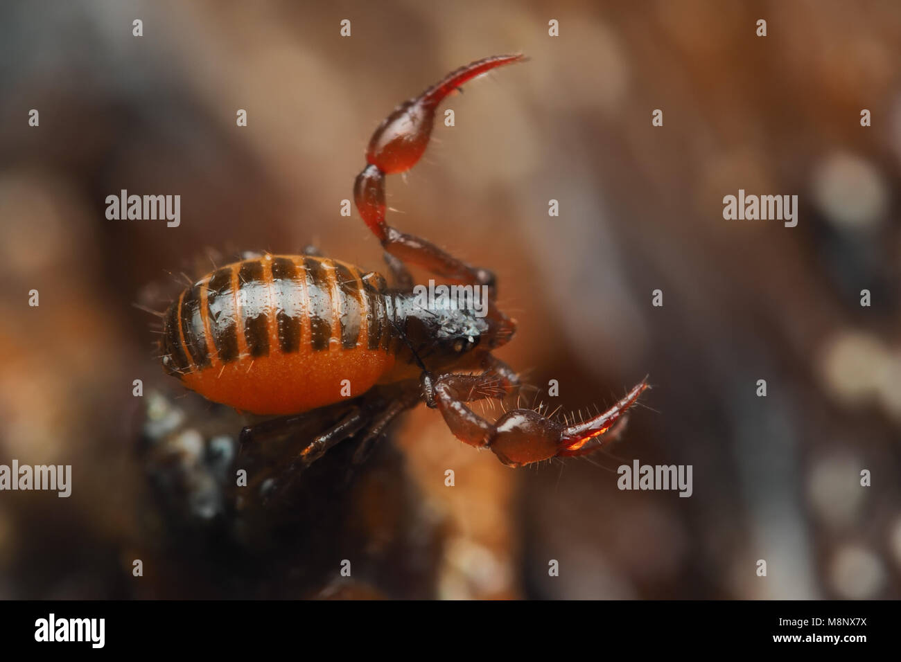 Pseudoscorpion (Neobisium carcinoides) auf morschen Baumstumpf im Wald. Tipperary, Irland Stockfoto